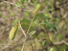 Antidesma venosum