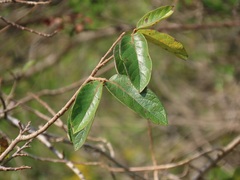 Antidesma venosum