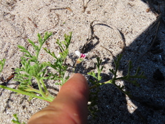 Pelargonium senecioides