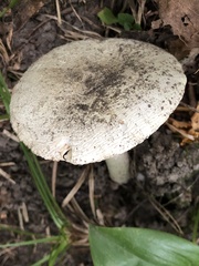 Amanita multisquamosa