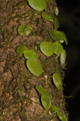 Peperomia serpens