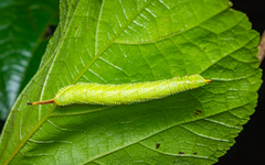 Marumba dyras