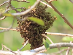 Antidesma venosum