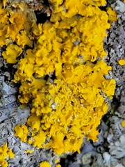 Xanthomendoza fallax