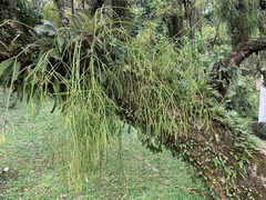 Rhipsalis teres