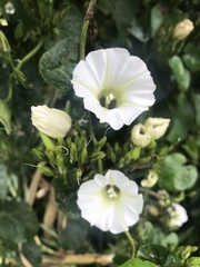 Ipomoea corymbosa
