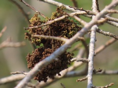 Antidesma venosum