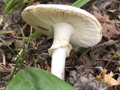 Amanita multisquamosa