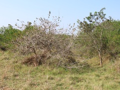 Antidesma venosum