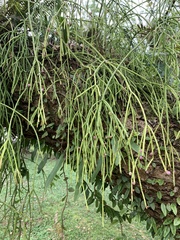Rhipsalis teres
