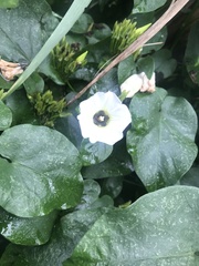 Ipomoea corymbosa