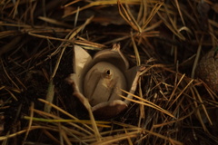 Geastrum triplex