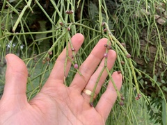 Rhipsalis teres