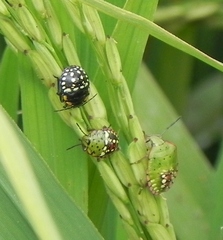 Nezara viridula
