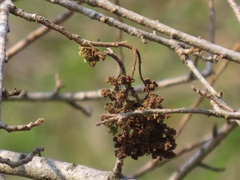 Antidesma venosum