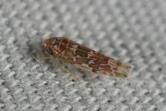 Tautoneura polymitusa