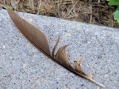 Coccyzus erythropthalmus