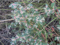 Euphorbia melanadenia