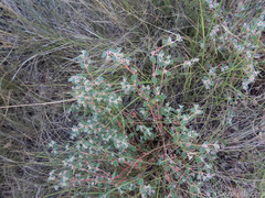 Euphorbia melanadenia