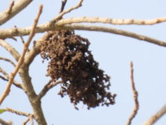 Antidesma venosum