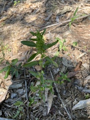 Acalypha