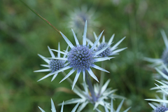 Eryngium bourgatii
