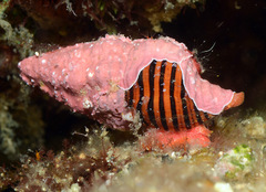 Turrilatirus turritus