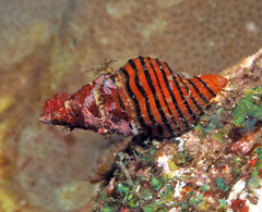 Turrilatirus turritus