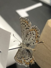 Plebejus melissa