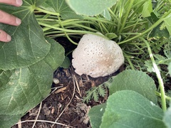 Chlorophyllum molybdites