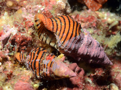 Turrilatirus turritus