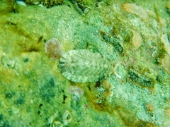 Rhyssoplax olivacea