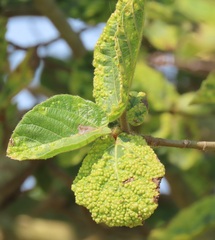 Ficus sycomorus sycomorus