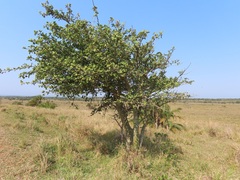 Ficus sycomorus sycomorus