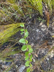 Maytenus procumbens
