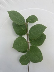 Forestiera reticulata