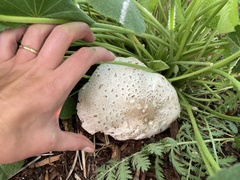 Chlorophyllum molybdites