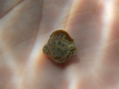Rhyssoplax olivacea