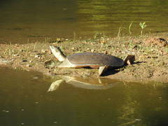 Apalone spinifera guadalupensis