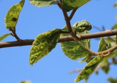 Ficus sycomorus sycomorus