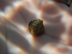 Rhyssoplax olivacea