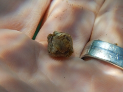 Rhyssoplax olivacea