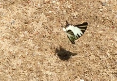 Graphium antiphates itamputi