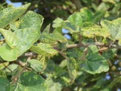 Ficus sycomorus sycomorus