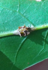 Kokkocynips