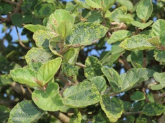 Ficus sycomorus sycomorus