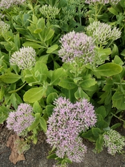 Hylotelephium spectabile