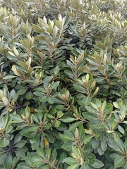 Planchonella obovata