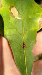 Kokkocynips