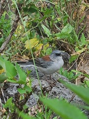Junco hyemalis dorsalis
